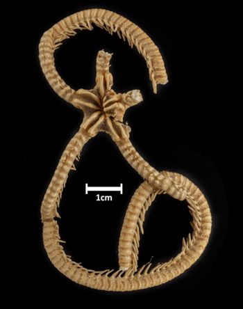 Media type: image;   Invertebrate Zoology OPH-2831 Description: Top down view of single ophiuroid specimen with a scale bar.;  Aspect: dorsal